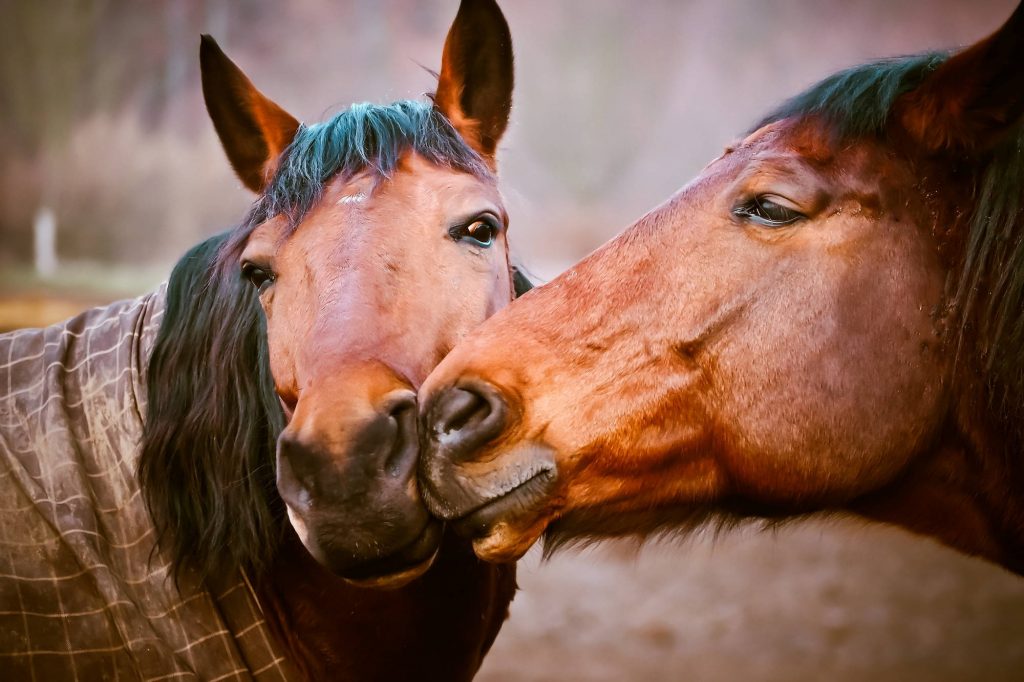 Soziales Lernen bei Pferden