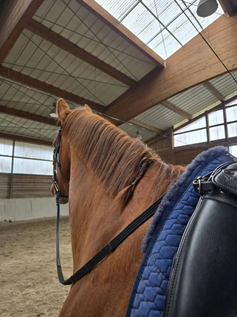 Quatum Lifestyle Pferd und Tier