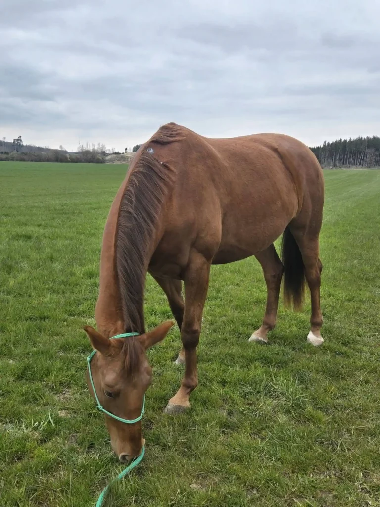 Quatum Lifestyle Pferd und Tier